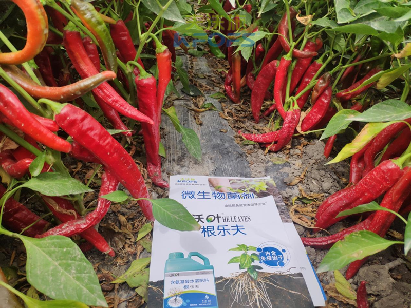 大棚辣椒施肥技術(shù)要點-沃葉根樂夫+菌劑1.png