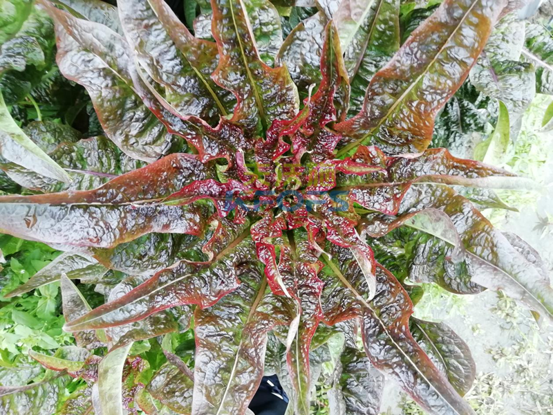 萵筍如何追肥？羅大哥說沃葉真不錯(cuò)！