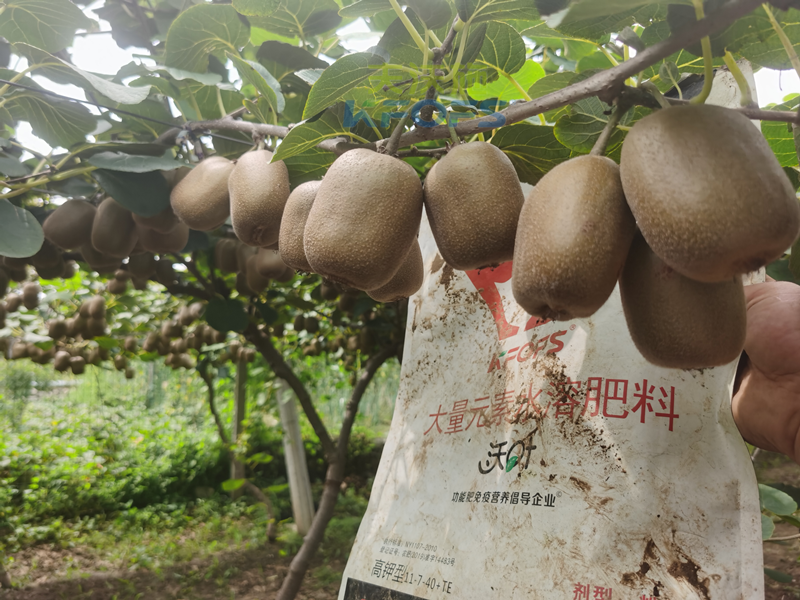 獼猴桃施肥用什么肥料？山東韋大哥案例！