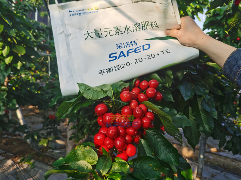 果樹(shù)施肥，李總只推薦采法特！