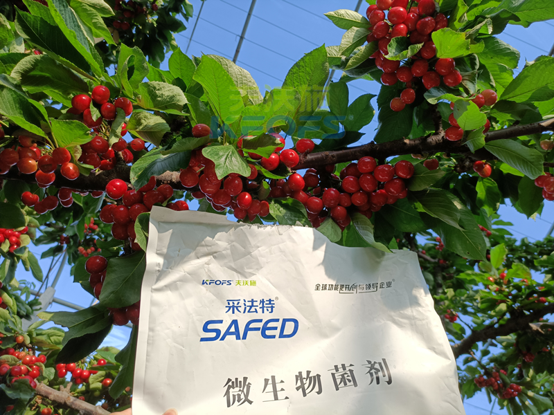 櫻桃采摘后施什么肥料好？王總案例！