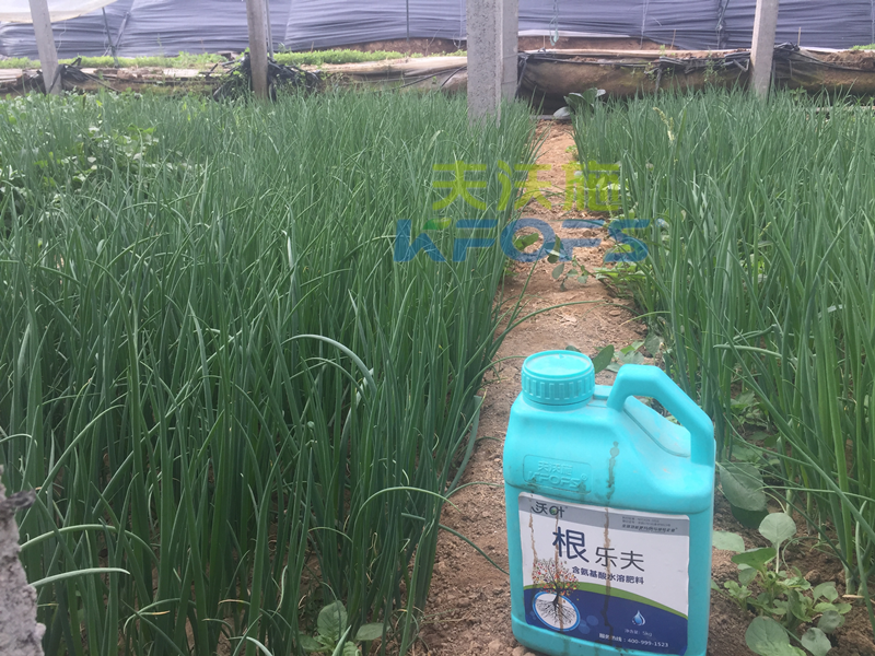 種蔥要用什么肥料？楊大叔案例！