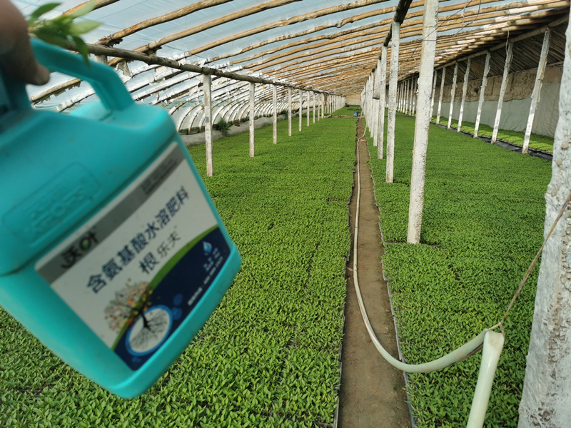 生根劑怎么挑選？彭老板告訴你怎么做！