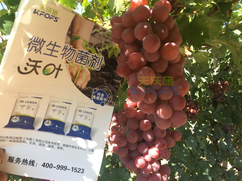 葡萄萌芽期施肥技術(shù)，很有必要一看！