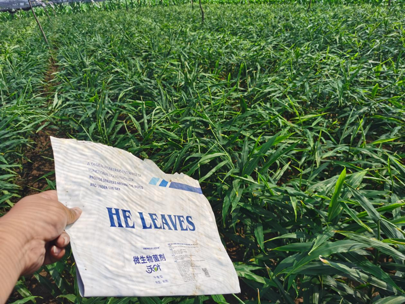 大姜生長(zhǎng)前期如何施肥?