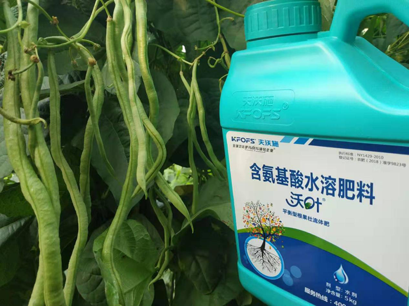 水溶肥-豆角用沃葉流體肥效果.png