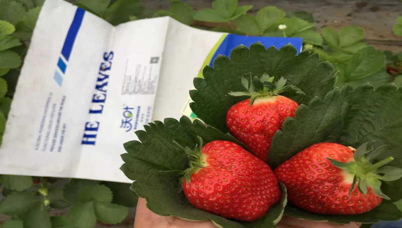 草莓怎么栽培？用什么水溶肥好？