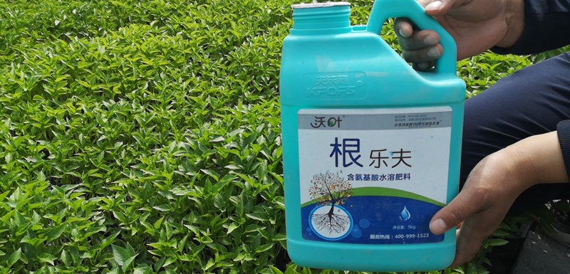 辣椒如何做好肥水管理？