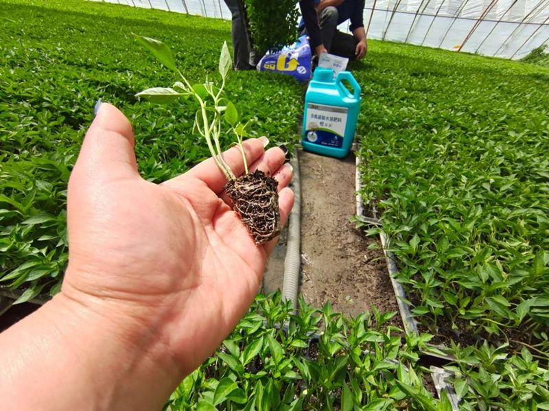 水溶肥料怎么使用？看懂不迷路！