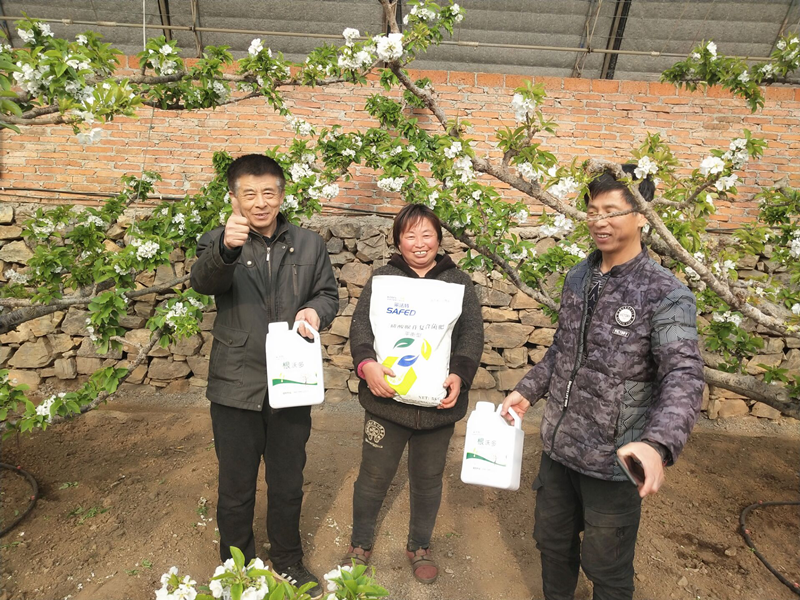 櫻桃種植產(chǎn)量低的原因，用什么肥料產(chǎn)量高？