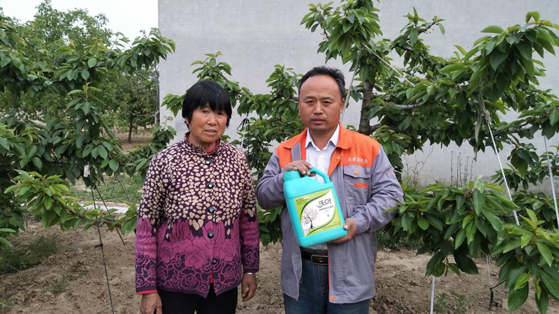 櫻桃種植過程中面臨的土壤問題,該如何解決呢？