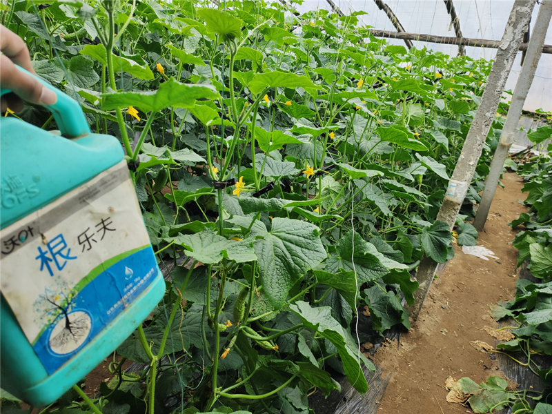 黃瓜用什么肥料長得又快又好