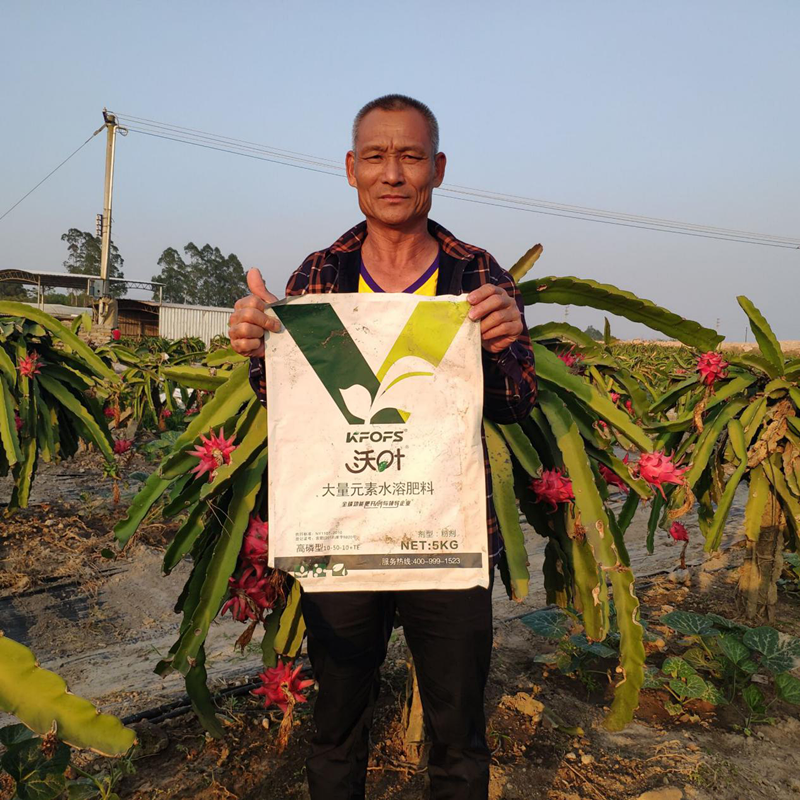 火龍果種植,如何施肥才能高產(chǎn)?