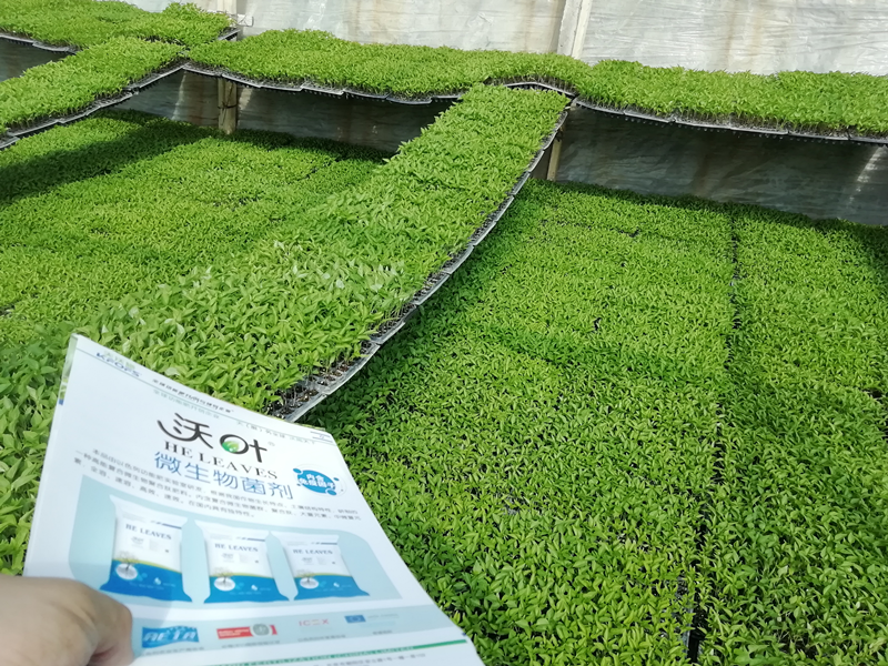 辣椒肥料怎么用才能高產(chǎn)?