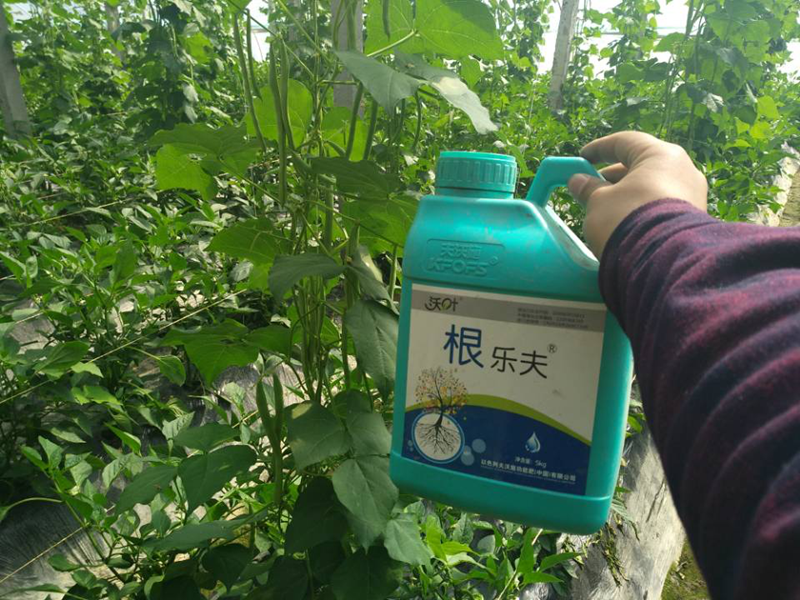 生根劑-豆角用沃葉根樂夫效果.png