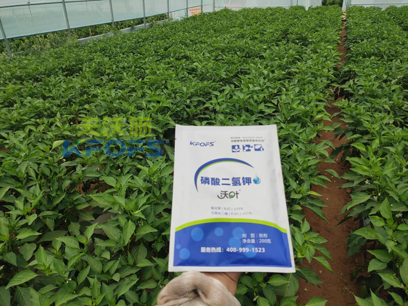 葉面肥哪個(gè)好-沃葉磷酸二氫鉀.png