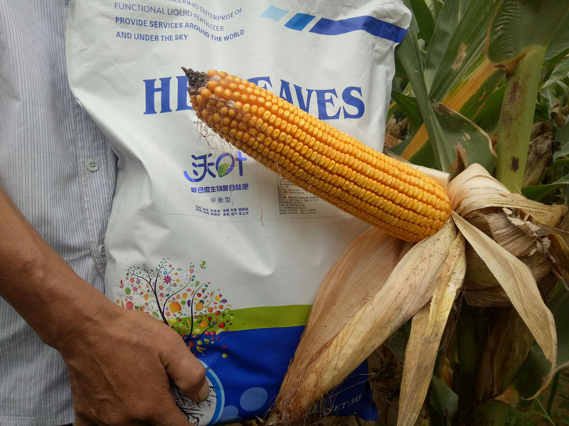 微生物菌劑-玉米用沃葉微生物菌劑效果.png