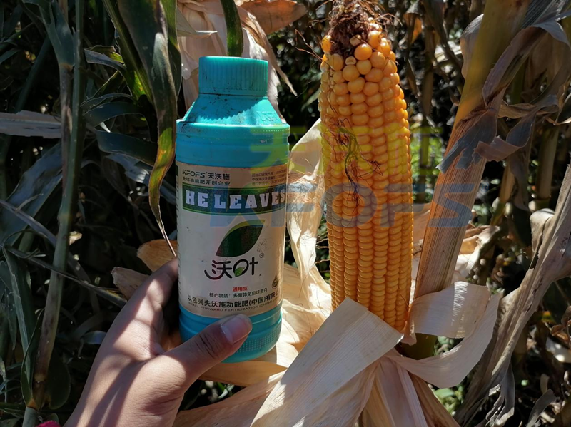 玉米噴施什么葉面肥好-沃葉氨基酸葉面肥1.png