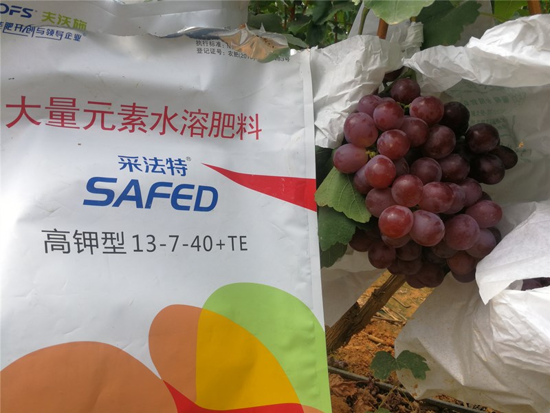 葡萄增產(chǎn)增甜,水溶肥少不了 葡萄增產(chǎn)增甜,水溶肥少不了