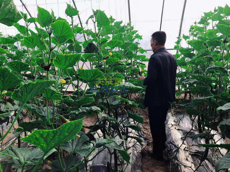 黃腐酸鉀怎么用？王老師為您解答