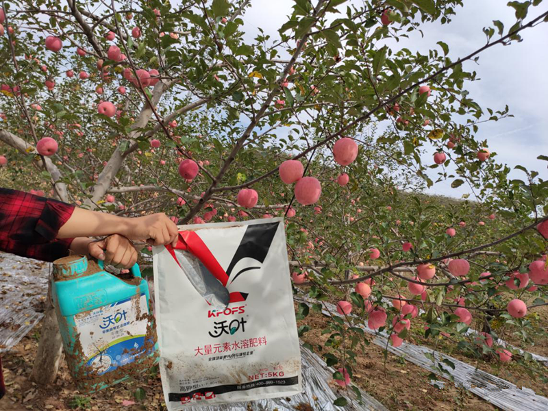 水溶肥-蘋果沃葉顆粒肥效果1.png