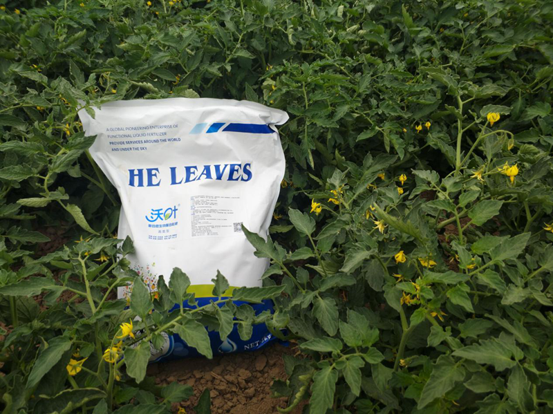 番茄可以適合哪個(gè)地區(qū)種植？