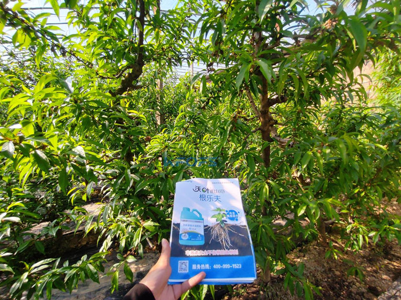 水溶肥怎么選？張總來給你支招