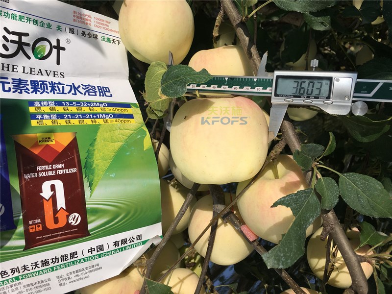 水溶肥-蘋果施用沃葉水溶肥效果2.jpg