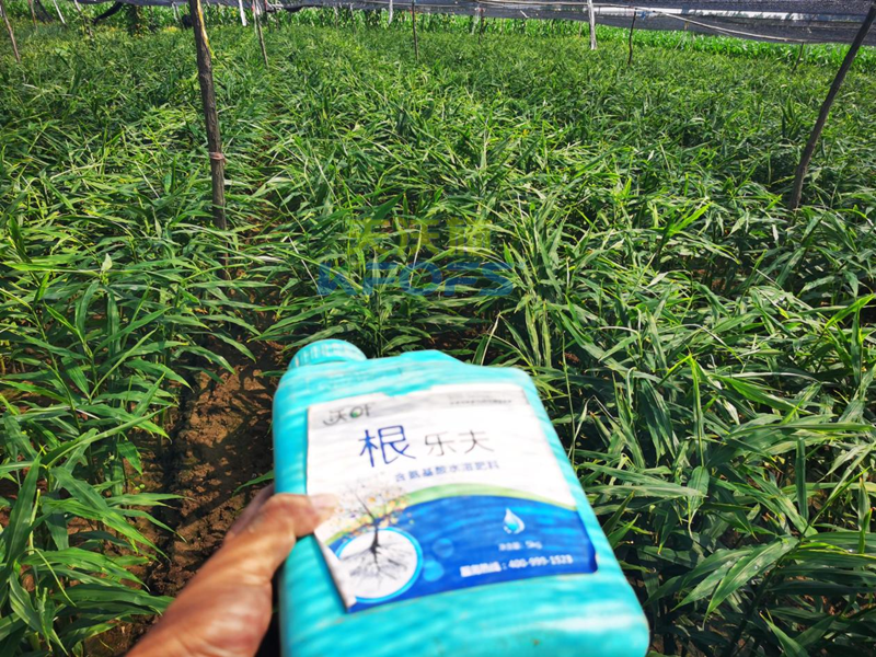 大姜生長前期如何施肥-沃葉根樂夫.png