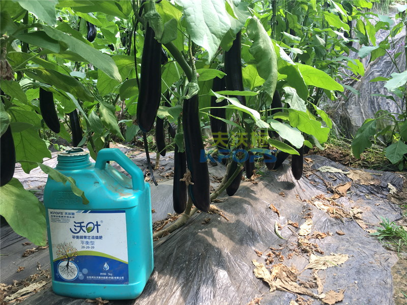 茄子對肥料有什么需求？