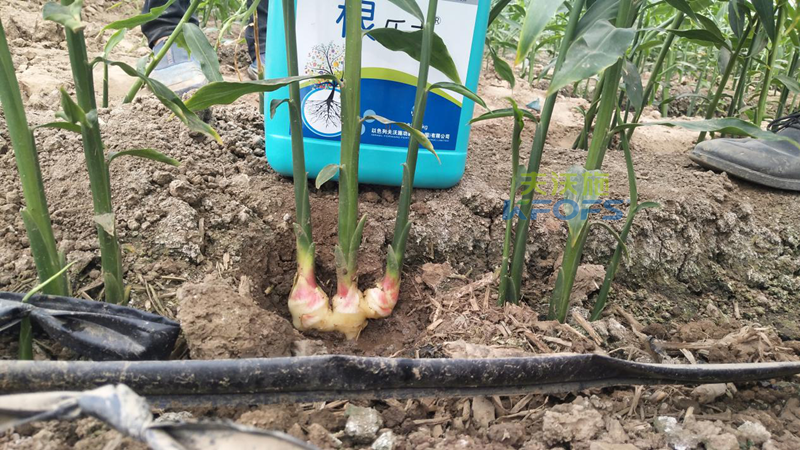 什么品牌的生根劑生根效果好？