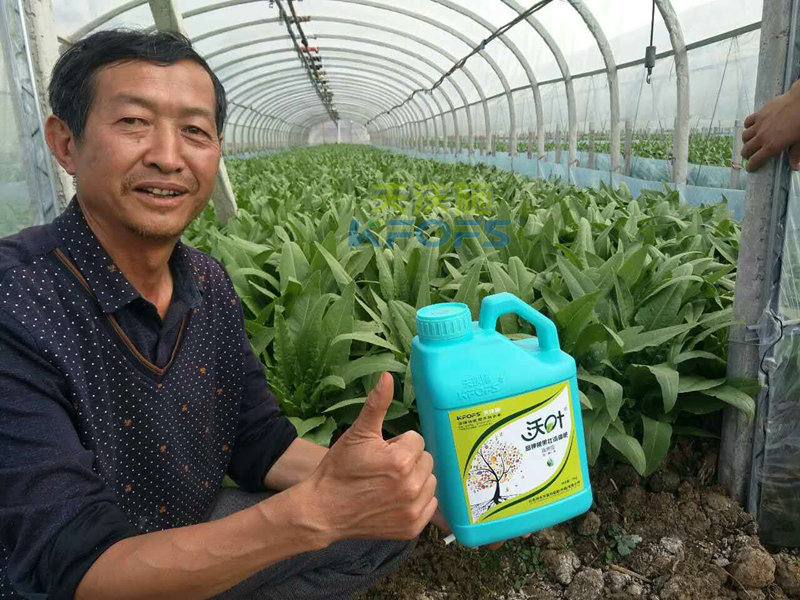 水溶肥怎樣使用，大棚蔬菜才能產(chǎn)量高