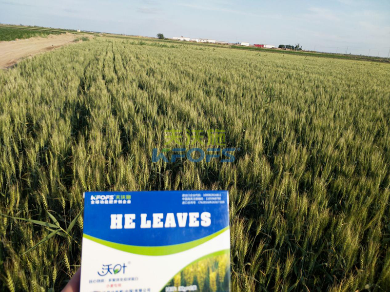 小麥返青用什么肥好？