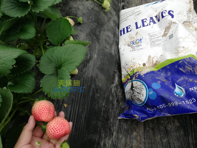 水溶肥-草莓用什么肥料好？