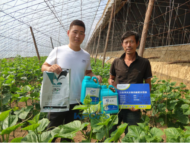 冬季溫室大棚黃瓜管理重點(diǎn)——養(yǎng)根壯秧！