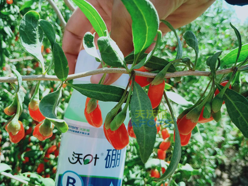水溶肥-枸杞用沃葉硼肥效果1.png