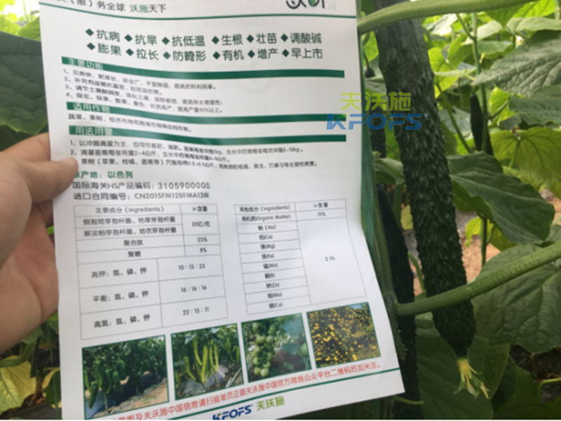 黃瓜沖施肥如何使用效果更好？