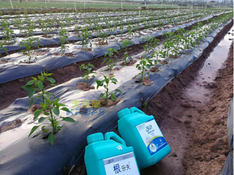 辣椒用什么沖施肥好？