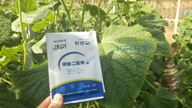 黃瓜噴什么葉面肥莖稈粗壯-沃葉磷酸二氫鉀1.png