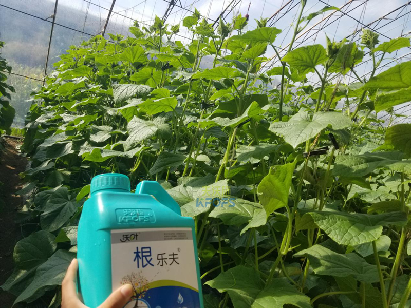 根系、土壤問題如何解決-沃葉根樂夫黃瓜1.png