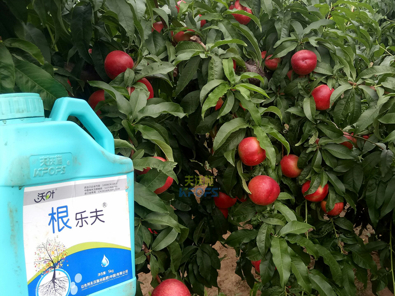 果樹生根劑用什么好？