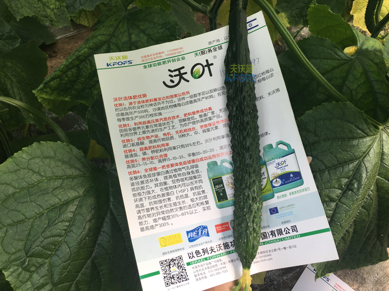 黃瓜的施肥時間及方法？