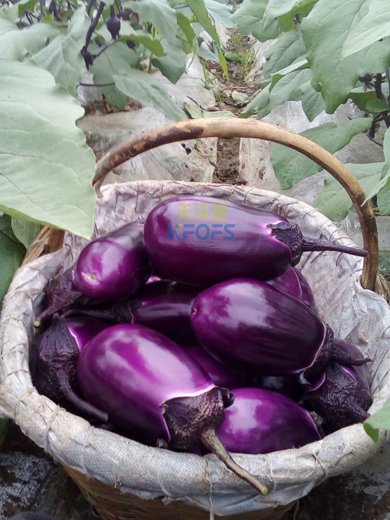 茄子用什么肥料好？