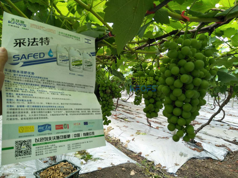 葡萄膨大期施肥技術-收藏版！