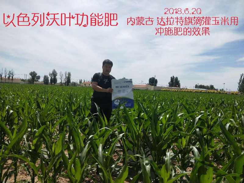 玉米高產(chǎn)施肥技術-沃葉沖施肥玉米.png