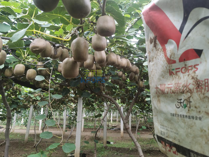 水溶肥有哪些？