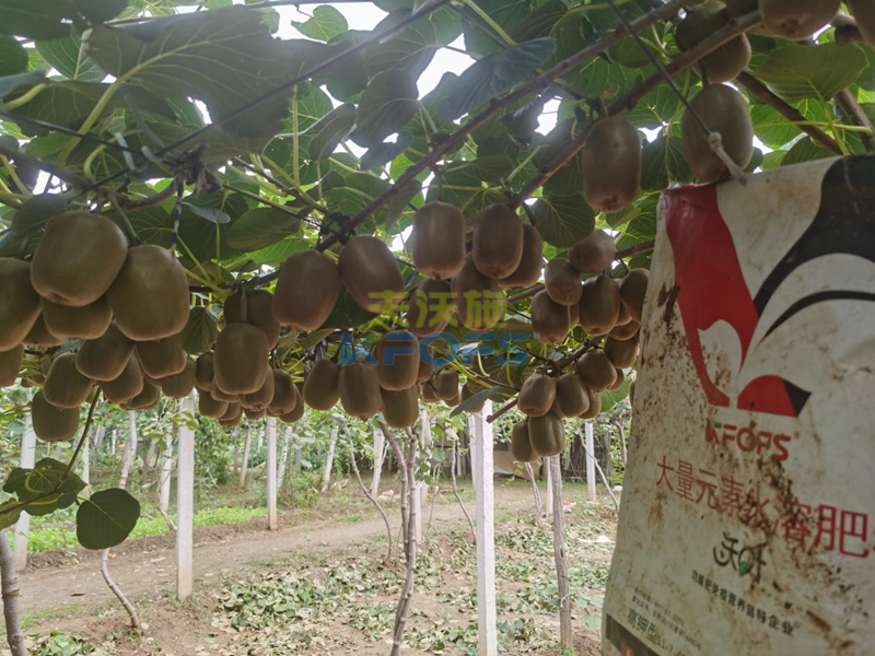 水溶肥如何使用效果更好？