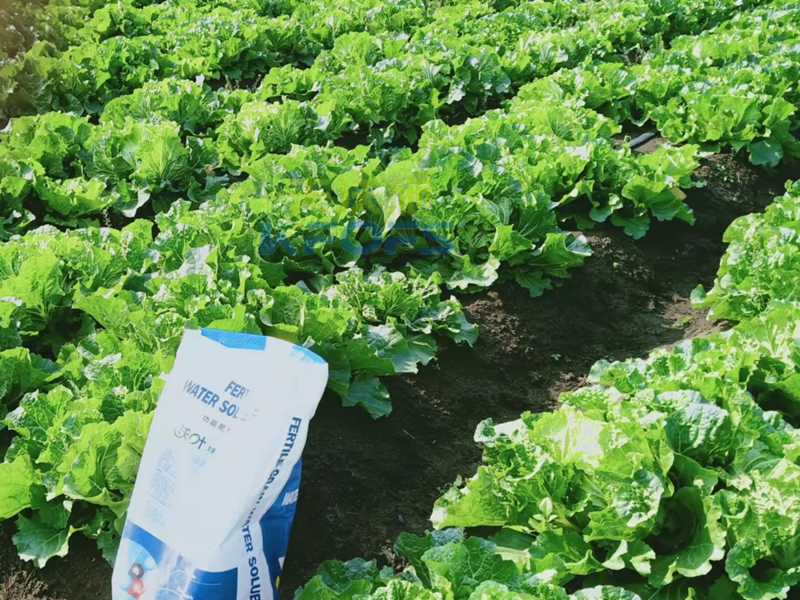 水溶肥如何撒施-沃葉顆粒水溶肥白菜.png