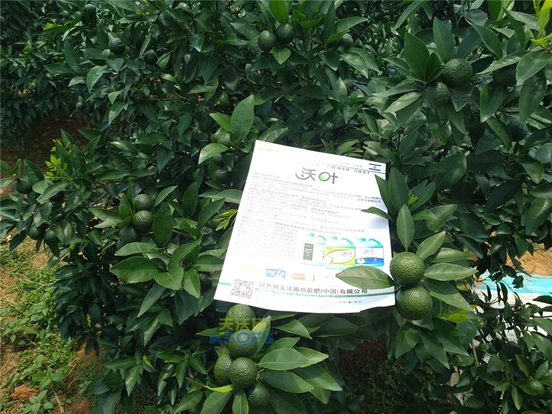 沖施肥哪個好？