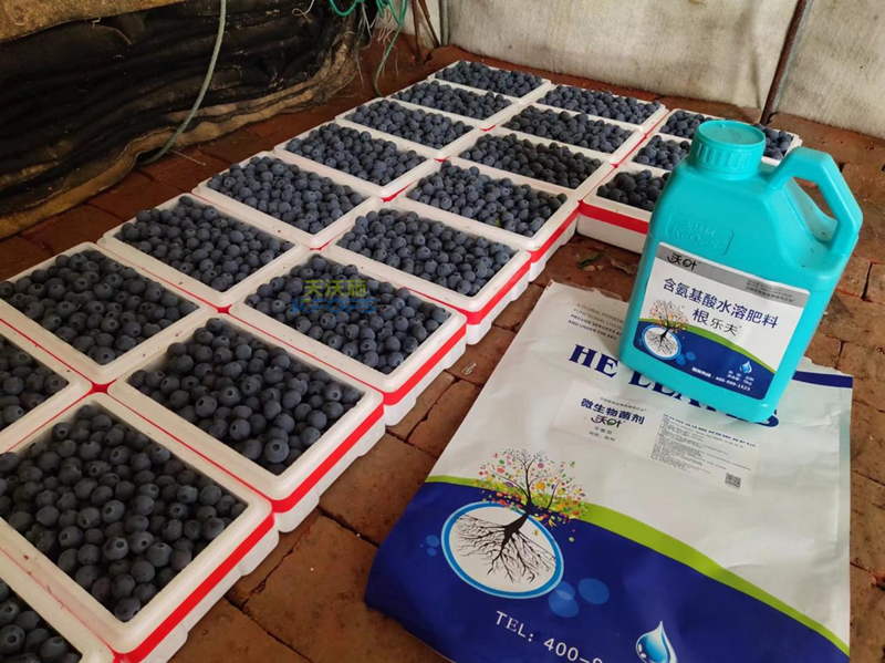 微生物菌劑，張總只認(rèn)準(zhǔn)沃葉的原因？